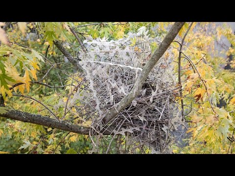 Birds have learned to use &#039;anti-bird&#039; spikes to build their nests