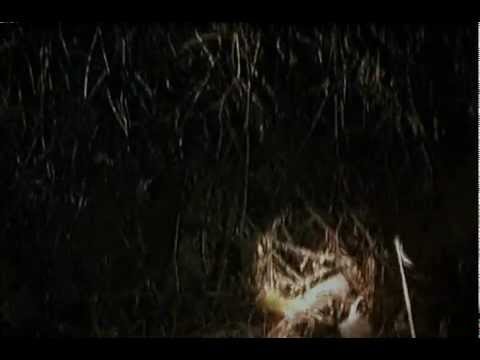 The Blair Witch Project scene Children in the woods