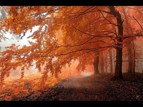 10 Most Beautiful Forests in The World