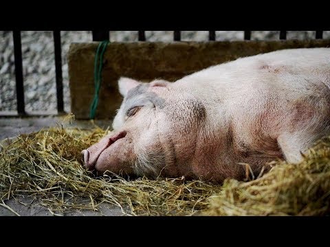 10 Legendary Tales of Heroic Pigs - 5