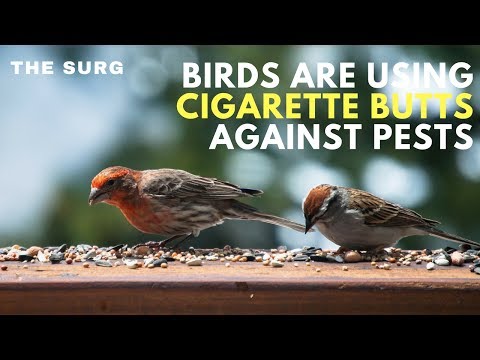 Birds are fighting parasites with cigarettes