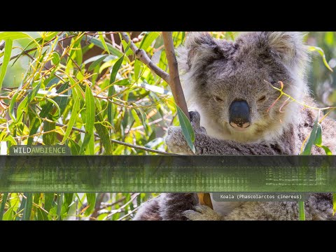 Koala Sounds &amp; Calls. A wild koala calling in the Australian bush.