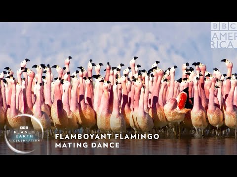 Flamboyant Flamingo Mating Dance 🦩 Planet Earth: A Celebration | BBC America