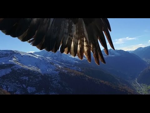 Phantom 3 get kidnapped by two eagles