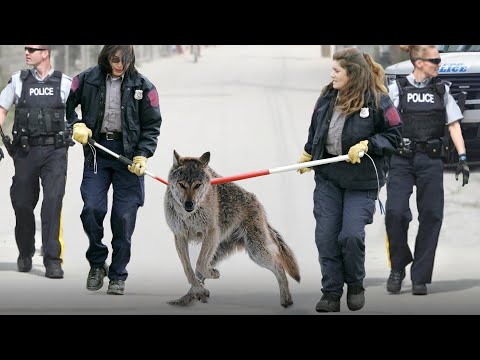 This Is Why Wolfdogs Are Illegal