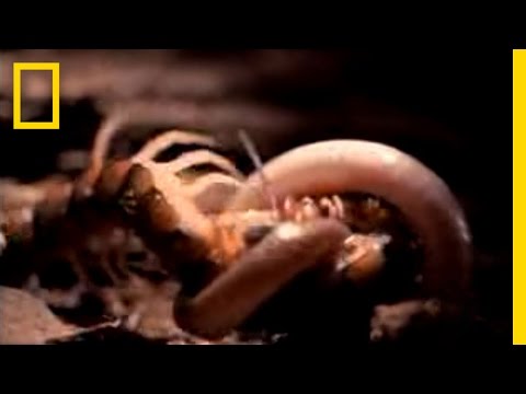 Centipede vs. Snake | National Geographic