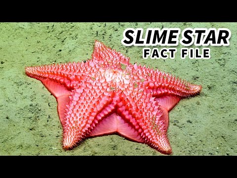 Slime Star Facts: the MUCUS STAR ⭐ Animal Fact Files