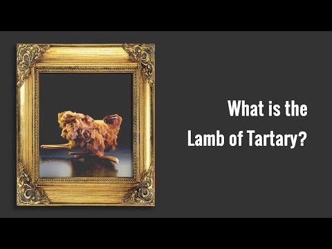What is the Vegetable Lamb?