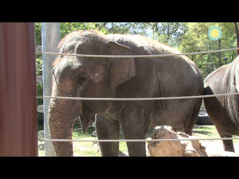 Shanthi, the National Zoo&#039;s Musical Elephant, Plays the Harmonica!