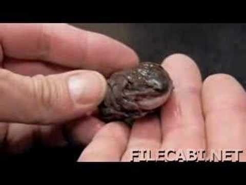 Freezing North American Wood Frogs