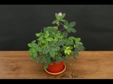 Growing the Sensitive Plant (Mimosa pudica)