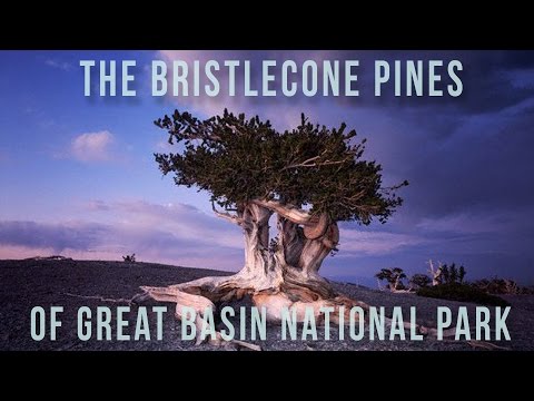 Bristlecone Pines | 100 Wonders | Atlas Obscura