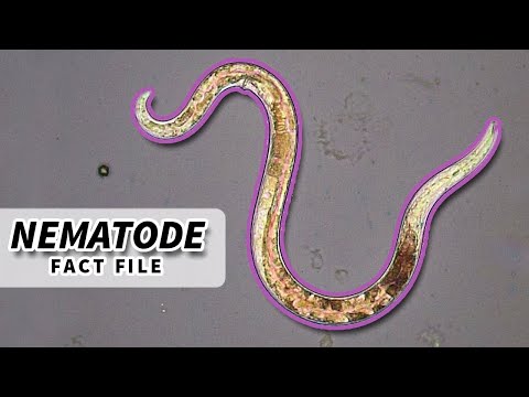 Nematoda Facts: ROUNDWORM Facts and Information | Animal Fact Files