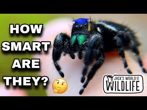 JUMPING SPIDERS!! How SMART Are They REALLY???