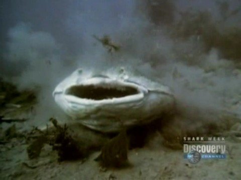 Horn Shark Vs Angel Shark, benthicsharks.ca