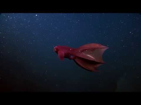 The Vampire Squid From Hell