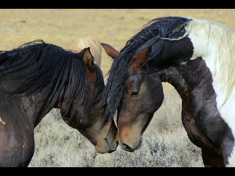 North America&#039;s Wild Horses
