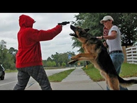 Loyal Dogs Saved People Life Compilation 2017