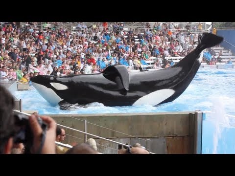 Blackfish - Official Trailer