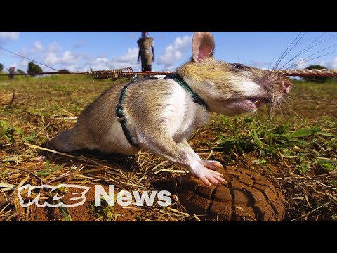 Giant Rats Are Sniffing Out Landmines and Tuberculosis