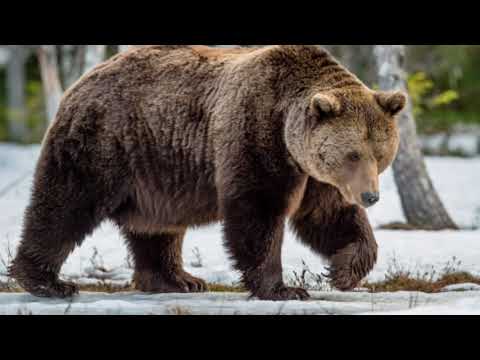 Grizzly Bear Sounds