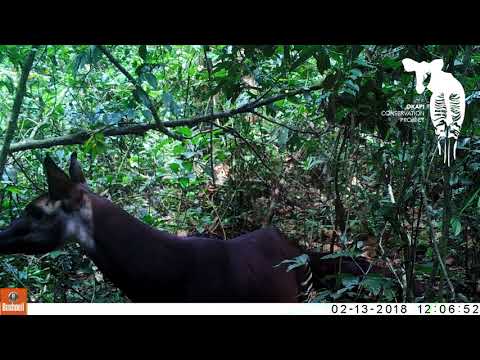 First-ever Footage of Okapi Calf in the Wild