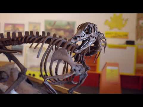 Thescelosaurus a dinosaur that isn&#039;t commonly known but should be! Hear about its ear bone (stapes)