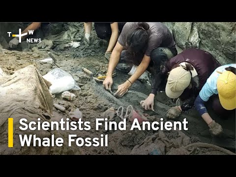 Taiwan Scientists Find Ancient Whale Fossil | TaiwanPlus News