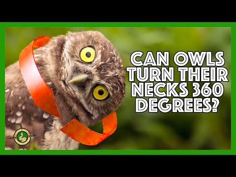 Can an owl turn its head all the way around? A full 360 degrees?