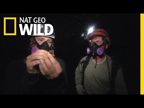 The Bat Cave! | America the Wild