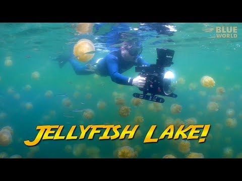 Palau Jellyfish Lake! (Would you swim with a million jellyfish?)