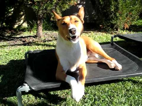 Loki - The Yodeling Basenji