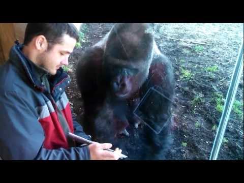 Louisville Zoo Gorilla Likes Ipad
