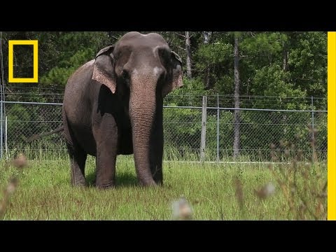 When Ringling Bros. Retires Its Elephants, This is Where They Live | National Geographic