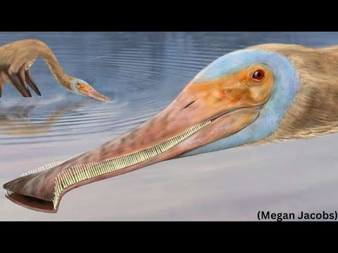 Newly Discovered Dinosaurs Fossil Reveals Hundreds of Teeth &#039;Never Seen Before in a Pterosaur&#039;