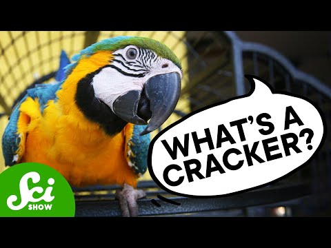 What Do Parrots Think They’re Saying?