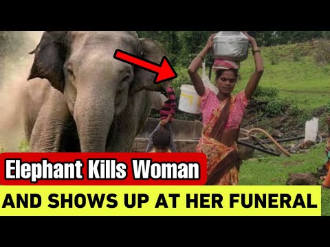 How An Elephant Showed Up At A Woman’s Funeral To Attack Her Again