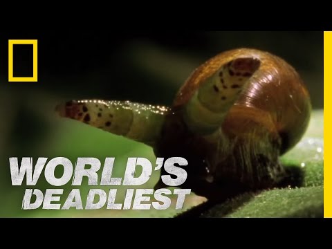Zombie Snails | World&#039;s Deadliest