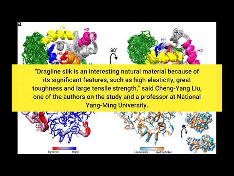 Spider silk can create lenses useful for biological imaging