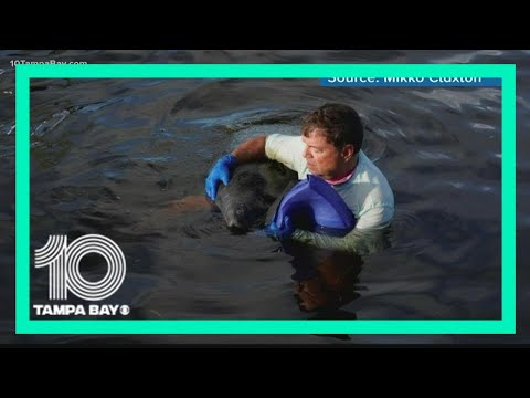 Boat club worker jumps into river to save drowning manatee