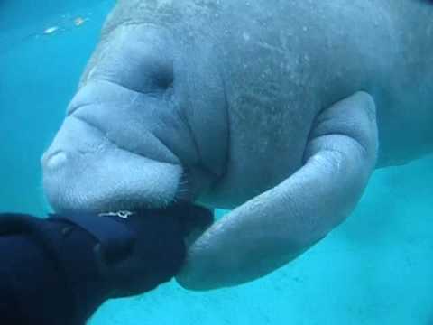 Manatee Attack - A Manatee tries to bite off my Hand!