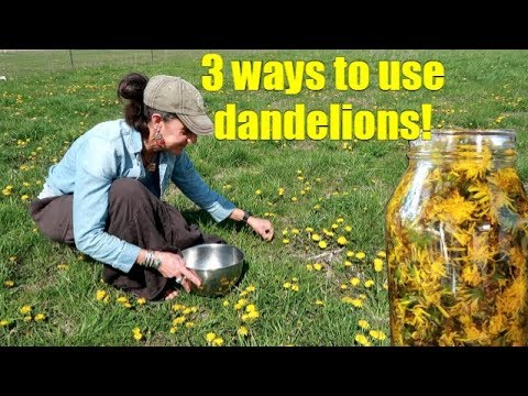 3 WAYS TO USE SPRING DANDELIONS ~ FORAGING