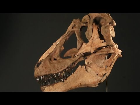 Dinosaurs Left Evidence Of Their Mating Ritual In Colorado | Secrets of the Underground