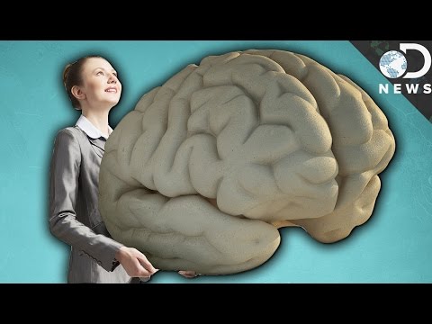 Why Do Humans Have Such Big Brains?
