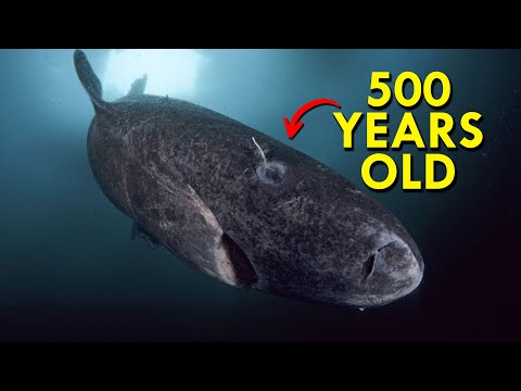 Greenland Shark