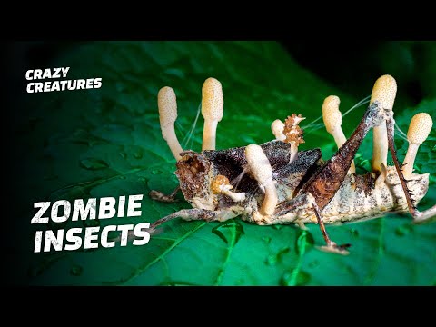 This Zombie Fungus Mind Controls Insects