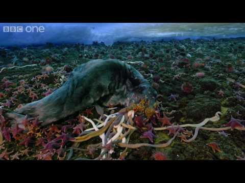 Life - Timelapse of swarming monster worms and sea stars - BBC