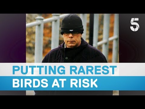 Man obsessed with collecting over 5,000 rare birds eggs is jailed - 5 News