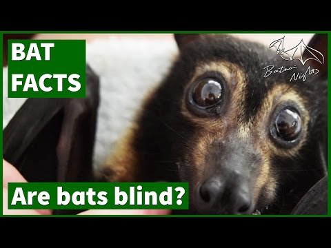 Bat info: Are bats blind?