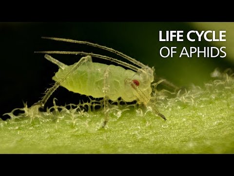 Life cycle of aphids